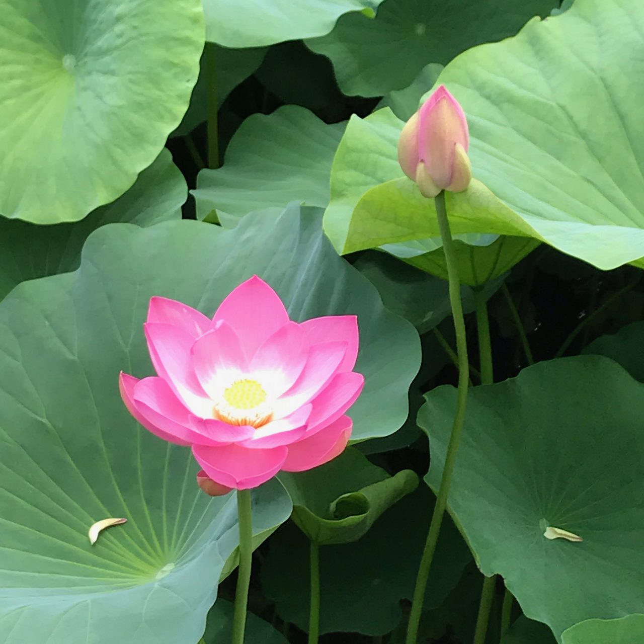 新聞紙でハスの花をつくり おはなしこうえんの舞台をつくろう 自分のペースで作ろう つくりかけラボ 千葉市美術館